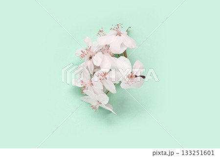 Cluster of white cherry blossom flowers on soft mint green background Cluster of white cherry blossom flowers on soft mint green background 133251601