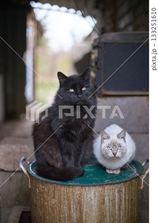 Black and white cats sitting on a metal drum in rustic outdoor setting 133251610