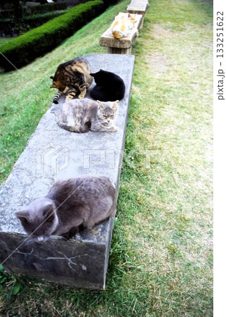 並んでくつろぐ野良猫たちの穏やかな日常風景 133251622