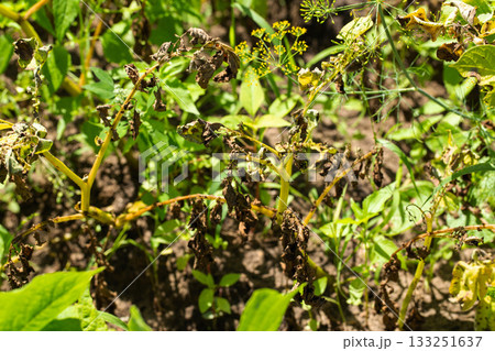 late blight disease on green potato tops, close-up 133251637
