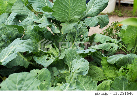 Holes in cabbage leaves after parasites of butterflies and caterpillars, close-up, background Holes in cabbage leaves after parasites of butterflies and caterpillars, close-up, background 133251640
