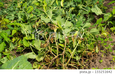 Dry lower leaves of peas in the garden. Concept of pests and diseases, unfavorable environmental conditions, close-up Dry lower leaves of peas in the garden. Concept of pests and diseases, unfavorable environmental conditions, close-up 133251642