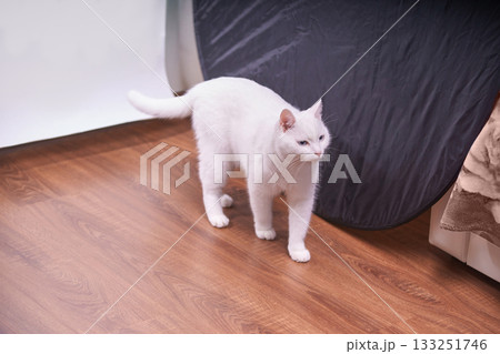 White cat standing on wooden floor in indoor setting with natural light capture White cat standing on wooden floor in indoor setting with natural light capture 133251746