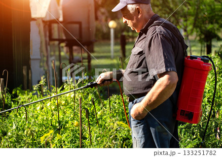 A male summer resident with a red modern sprayer treats tomatoes in the summer to stimulate growth and fruiting. Copy space for text, industry A male summer resident with a red modern sprayer treats tomatoes in the summer to stimulate growth and fruiting. Copy space for text, industry 133251782