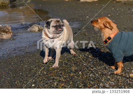 Dogs enjoying a playful moment on the beach during a sunny afternoon by the water 133251908