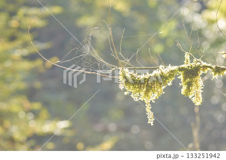 Sunlit spider web and moss-draped branch in tranquil forest setting 133251942