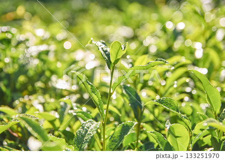 Fresh green tea leaves with morning dew in sunlit garden Fresh green tea leaves with morning dew in sunlit garden 133251970