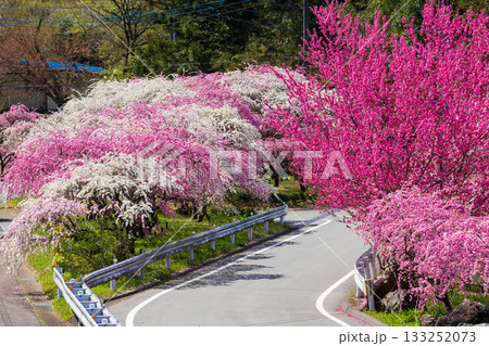春の群馬県みどり市　小夜戸・大畑花桃街道 133252073