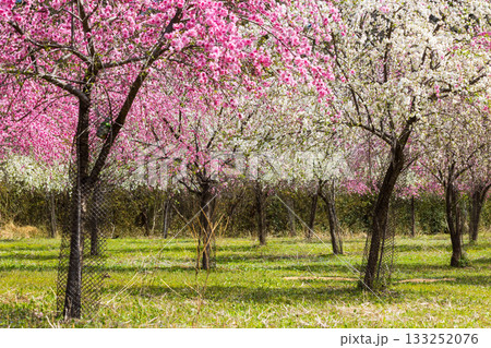 春の群馬県みどり市　小夜戸・大畑花桃街道 133252076