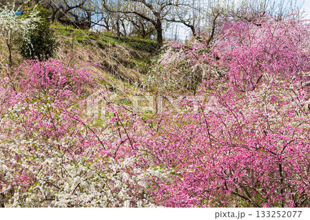 春の群馬県みどり市　小夜戸・大畑花桃街道 133252077