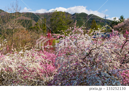 春の群馬県みどり市　小夜戸・大畑花桃街道 133252130