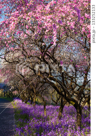 春の群馬県みどり市　小夜戸・大畑花桃街道 133252133