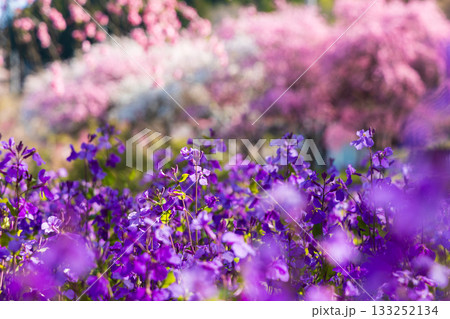 春の群馬県みどり市　小夜戸・大畑花桃街道 133252134