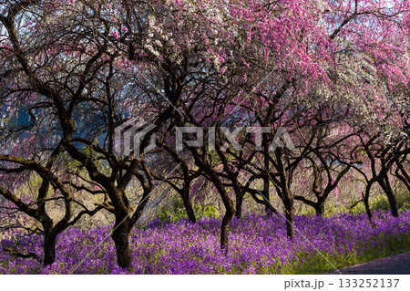 春の群馬県みどり市　小夜戸・大畑花桃街道 133252137