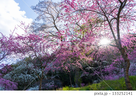 春の群馬県みどり市 小夜戸・大畑花桃街道 春の群馬県みどり市 小夜戸・大畑花桃街道 133252141