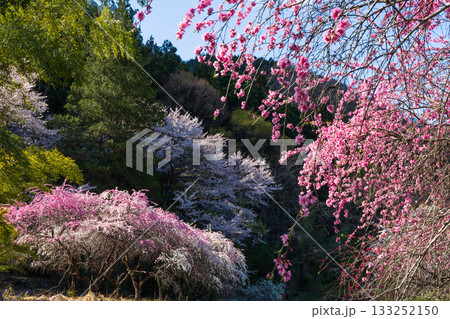 春の群馬県みどり市　小夜戸・大畑花桃街道 133252150