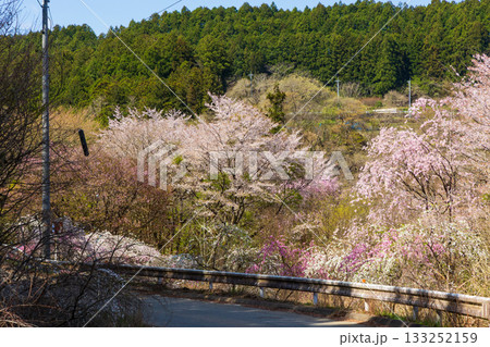 春の群馬県みどり市　小夜戸・大畑花桃街道 133252159