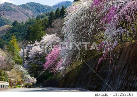 春の群馬県みどり市　小夜戸・大畑花桃街道 133252168