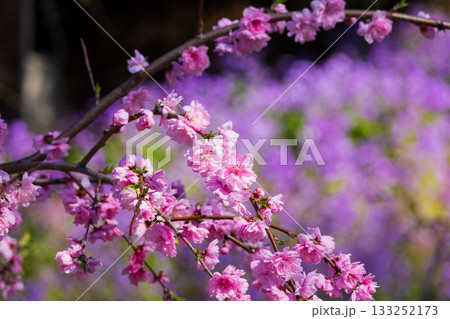 春の群馬県みどり市　小夜戸・大畑花桃街道 133252173