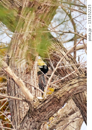 クマゲラ 133252225