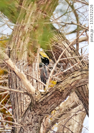 クマゲラ 133252226