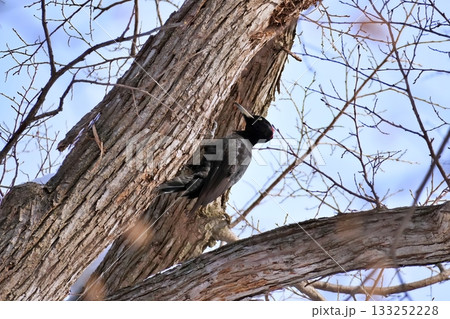 クマゲラ 133252228