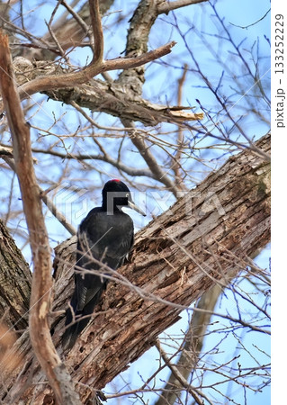 クマゲラ 133252229