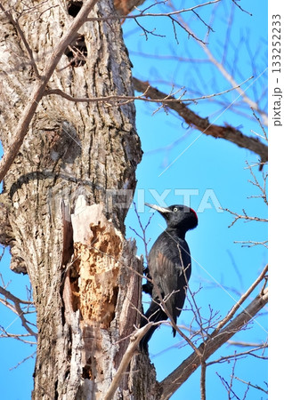 クマゲラ 133252233