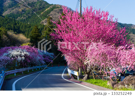 春の群馬県みどり市　小夜戸・大畑花桃街道 133252249