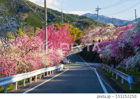 春の群馬県みどり市　小夜戸・大畑花桃街道 133252250