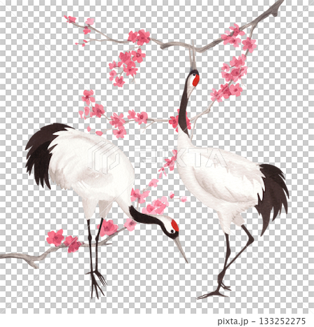 Two japanese red crown cranes with the branches of the sakura on background. Watercolor handmade illustration. For fabric, wallpaper, greeting cards, design, decoration and illustration. Two japanese red crown cranes with the branches of the sakura on background. Watercolor handmade illustration. For fabric, wallpaper, greeting cards, design, decoration and illustration. 133252275