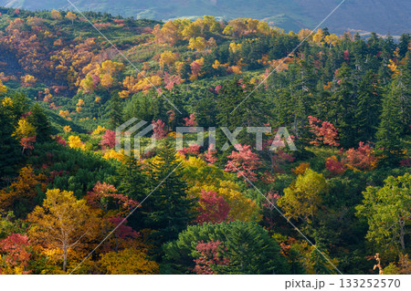 十勝岳温泉・凌雲閣から望む十勝岳の紅葉（北海道・上富良野） 133252570