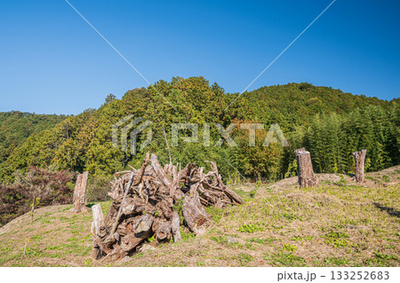 安土城跡横の伐採林 滋賀県近江八幡市 安土城跡横の伐採林 滋賀県近江八幡市 133252683
