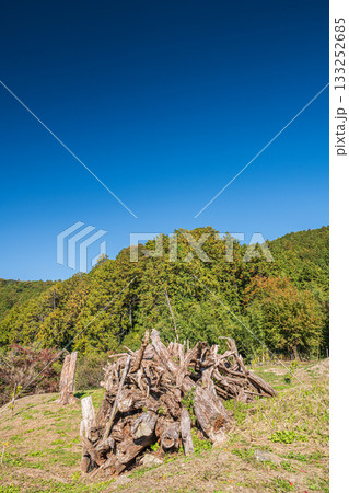 安土城跡横の伐採林　滋賀県近江八幡市 133252685
