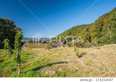 安土城跡横の伐採林 滋賀県近江八幡市 安土城跡横の伐採林 滋賀県近江八幡市 133252687
