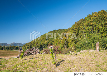 安土城跡横の伐採林　滋賀県近江八幡市 133252688
