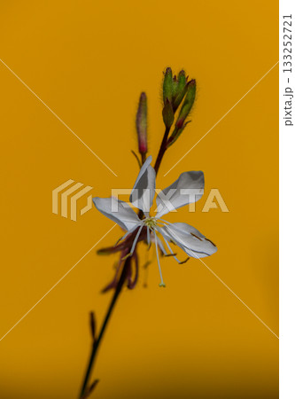White Wildflowers on Yellow Background in Cyprus 133252721