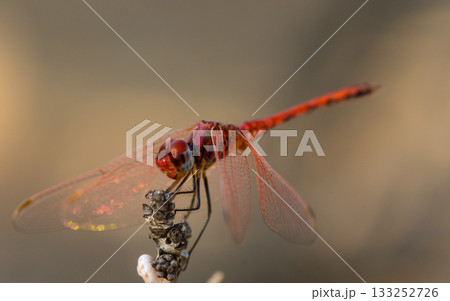 Dragonfly resting on branch at fiery Cyprus sunset Dragonfly resting on branch at fiery Cyprus sunset 133252726
