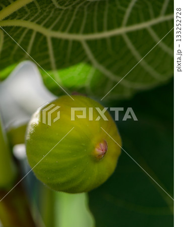 Closeup of Green Fig Growing in Cyprus 133252728