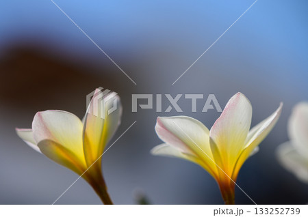 White Bougainvillea Flowers Closeup 133252739