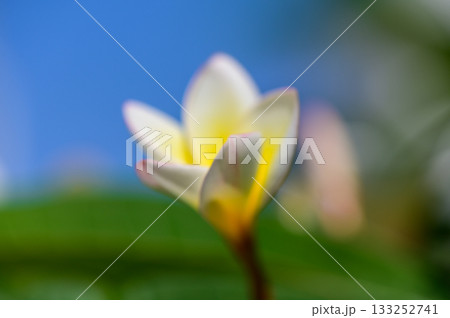 White Bougainvillea Flowers Macro in Sunlight 133252741