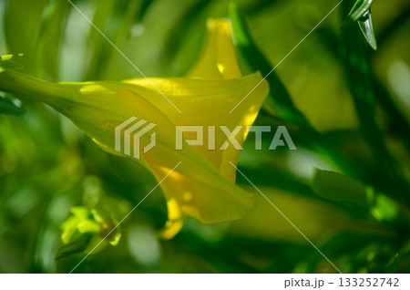 Closeup of Yellow Bell-Shaped Tropical Flowers in Cyprus 133252742