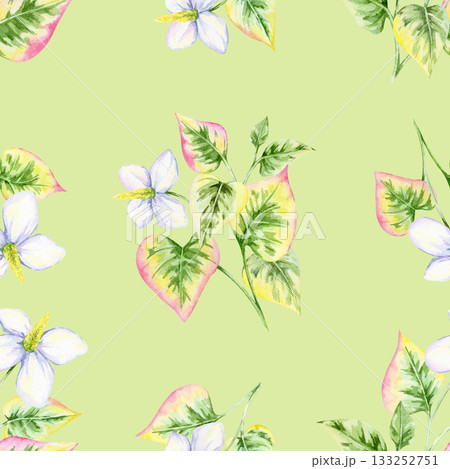 Seamless pattern of watercolor illustration featuring white flowers with variegated green-pink leaves on light green, hand drawn. Perfect for fabric prints, gift wrap, wallpaper, and digital paper 133252751