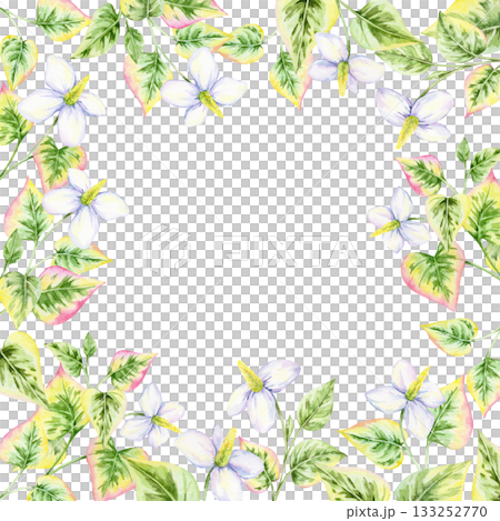 Botanical border of white flowers and variegated heart-shaped leaves in green and pink, watercolor illustration, hand drawn. Great for wedding stationery, greeting cards, or poster designs 133252770