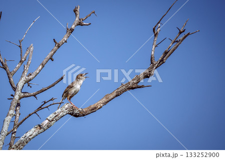 Rattling Cisticola in Greater Kruger National park, South Africa Rattling Cisticola in Greater Kruger National park, South Africa 133252900