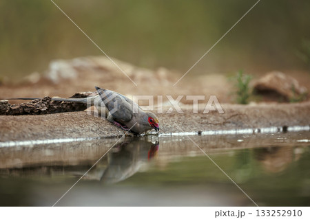 Red faced Mousebird in Greater Kruger National park, South Africa Red faced Mousebird in Greater Kruger National park, South Africa 133252910