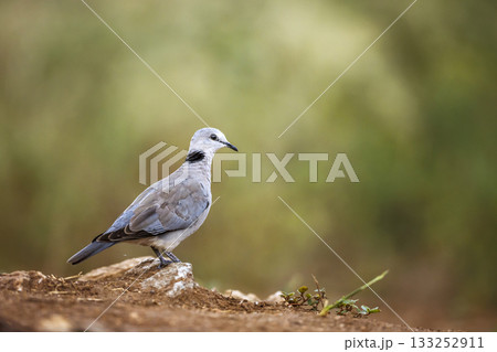 Ring-necked Dove in Greater Kruger National park, South Africa 133252911