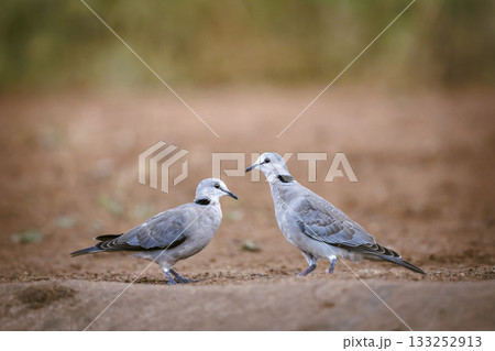 Ring-necked Dove in Greater Kruger National park, South Africa Ring-necked Dove in Greater Kruger National park, South Africa 133252913