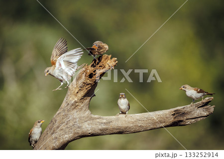 Southern Grey headed Sparrow in Greater Kruger National park, South Africa 133252914