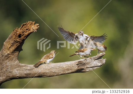 Southern Grey headed Sparrow in Greater Kruger National park, South Africa Southern Grey headed Sparrow in Greater Kruger National park, South Africa 133252916